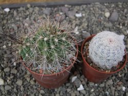 Echinocereus triglochidiatus Santa Fe, pot 6,5 cm - 12410796