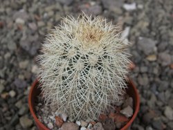 Echinocereus dasyacanthus Brewster pot 5,5 cm - 12410797