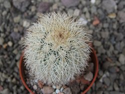 Echinocereus dasyacanthus Brewster pot 5,5 cm - 12410798