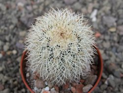Echinocereus dasyacanthus Brewster pot 5,5 cm