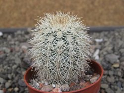 Echinocereus dasyacanthus Brewster pot 5,5 cm - 12410800