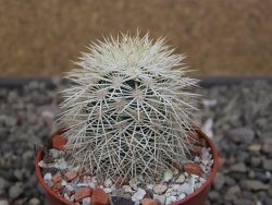 Echinocereus dasyacanthus Brewster pot 5,5 cm - 12410803