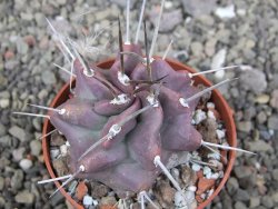 Echinocereus triglochidiatus HK 374 Rio Puerco, Sandoval Co. NM  květináč 6,5 cm - 12410806