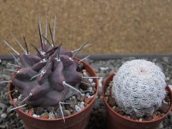 Echinocereus triglochidiatus HK 374 Rio Puerco, Sandoval Co. NM  květináč 6,5 cm - 12410810