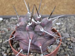 Echinocereus triglochidiatus HK 374 Rio Puerco, Sandoval Co. NM  květináč 6,5 cm