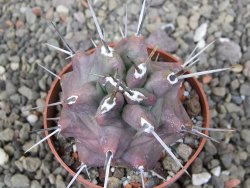 Echinocereus triglochidiatus HK 374 Rio Puerco, Sandoval Co. NM  květináč 6,5 cm - 12410813