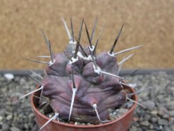 Echinocereus triglochidiatus HK 374 Rio Puerco, Sandoval Co. NM  květináč 6,5 cm - 12410815