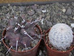 Echinocereus triglochidiatus HK 374 Rio Puerco, Sandoval Co. NM  květináč 6,5 cm - 12410816