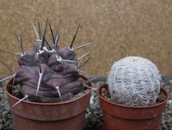 Echinocereus triglochidiatus HK 374 Rio Puerco, Sandoval Co. NM  květináč 6,5 cm - 12410817