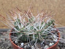 Maihuenia ovata, květináč 6,5 cm - 12410820