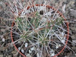 Maihuenia ovata, květináč 6,5 cm - 12410821