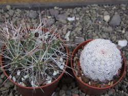 Maihuenia ovata, květináč 6,5 cm - 12410822