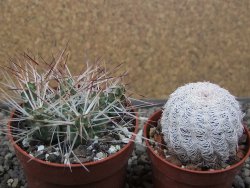 Maihuenia ovata, květináč 6,5 cm - 12410823