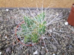 Maihuenia ovata, květináč 5,5 cm - 12410824