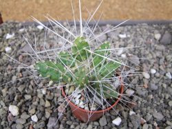 Maihuenia ovata, květináč 5,5 cm - 12410825