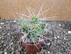 Maihuenia ovata, květináč 5,5 cm