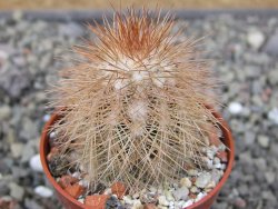 Echinocereus baileyi DJF 1327 Medicine Park, pot 5,5 cm - 12410828