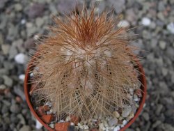 Echinocereus baileyi DJF 1327 Medicine Park, pot 5,5 cm - 12410830