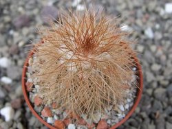 Echinocereus baileyi DJF 1327 Medicine Park, pot 5,5 cm - 12410831