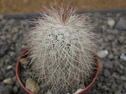 Echinocereus baileyi DJF 1327 Medicine Park, pot 5,5 cm