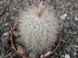 Echinocereus baileyi DJF 1327 Medicine Park, pot 5,5 cm - 12410834