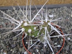 Tephrocactus darwinii Churiaca Neuguin XL pot 6,5 cm - 12410840