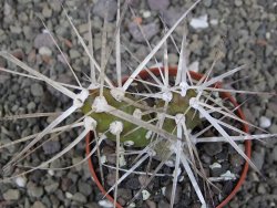 Tephrocactus darwinii Churiaca Neuguin XL pot 6,5 cm