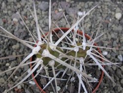 Tephrocactus darwinii Churiaca Neuguin XL pot 6,5 cm - 12410842
