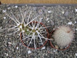 Tephrocactus darwinii Churiaca Neuguin XL pot 6,5 cm - 12410844