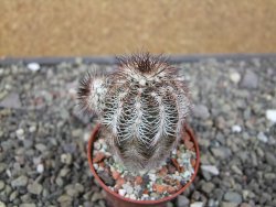 Echinocereus X purpureus, květináč 5,5 cm - 12410845