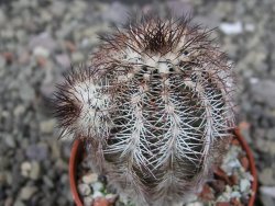 Echinocereus X purpureus, květináč 5,5 cm - 12410846