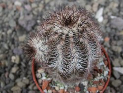 Echinocereus X purpureus, květináč 5,5 cm - 12410847