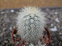 Echinocereus dasyacanthus Brewster pot 5,5 cm - 12410851