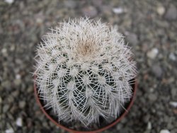 Echinocereus reichenbachii albispinus x baileyi pot 6,5 cm - 12410854