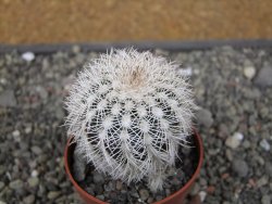 Echinocereus reichenbachii albispinus x baileyi pot 6,5 cm - 12410855