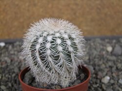 Echinocereus reichenbachii albispinus x baileyi pot 6,5 cm - 12410856