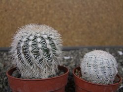 Echinocereus reichenbachii albispinus x baileyi pot 6,5 cm - 12410857
