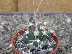 Ferobergia semenáč, pot 5,5 cm - 12410859