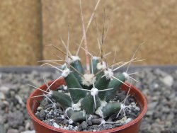 Ferobergia semenáč, pot 5,5 cm