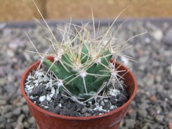 Ferobergia semenáč, pot 5,5 cm