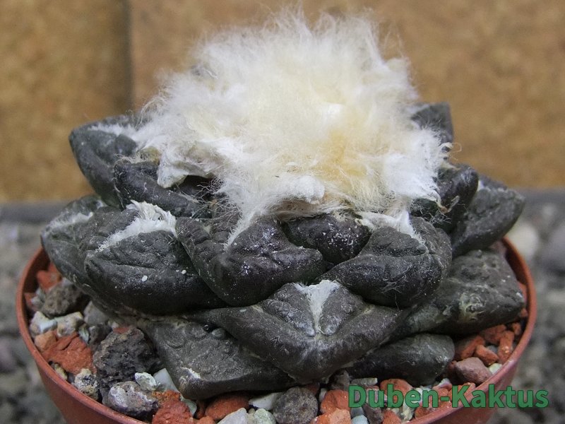 Ariocarpus fissuratus intermedius SB, XL pot 8 cm