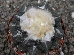 Ariocarpus fissuratus intermedius SB, XL pot 8 cm - 12410865