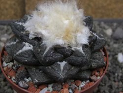 Ariocarpus fissuratus intermedius SB, XL pot 8 cm - 12410867