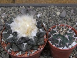 Ariocarpus fissuratus intermedius SB, XL pot 8 cm - 12410870