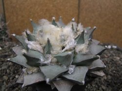 Ariocarpus retusus 11 cm cites IA - 12410871