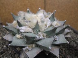 Ariocarpus retusus 11 cm cites IA - 12410873