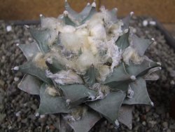 Ariocarpus retusus 11 cm cites IA