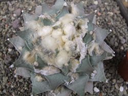 Ariocarpus retusus 11 cm cites IA - 12410875