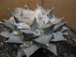 Ariocarpus retusus 11 cm cites IA - 12410876