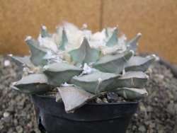 Ariocarpus retusus 11 cm cites IA - 12410877